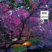 ヒメ日記 2026/02/24 16:47 投稿 碧音 熟女の風俗最終章 横浜本店