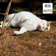 ヒメ日記 2026/03/11 09:36 投稿 碧音 熟女の風俗最終章 横浜本店