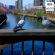 ヒメ日記 2026/03/22 11:16 投稿 碧音 熟女の風俗最終章 横浜本店