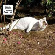 ヒメ日記 2026/03/22 21:11 投稿 碧音 熟女の風俗最終章 横浜本店