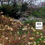 ヒメ日記 2026/03/26 05:41 投稿 碧音 熟女の風俗最終章 横浜本店