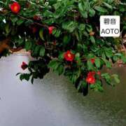 ヒメ日記 2026/03/28 06:04 投稿 碧音 熟女の風俗最終章 横浜本店