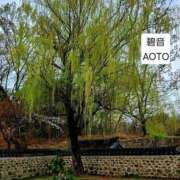 ヒメ日記 2026/03/30 08:04 投稿 碧音 熟女の風俗最終章 横浜本店