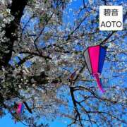 ヒメ日記 2026/04/04 02:46 投稿 碧音 熟女の風俗最終章 横浜本店