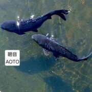 ヒメ日記 2026/04/04 03:24 投稿 碧音 熟女の風俗最終章 横浜本店