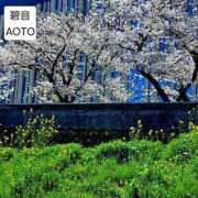 ヒメ日記 2026/04/05 08:24 投稿 碧音 熟女の風俗最終章 横浜本店