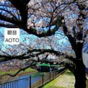 ヒメ日記 2026/04/06 07:14 投稿 碧音 熟女の風俗最終章 横浜本店