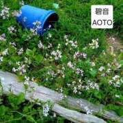 ヒメ日記 2026/04/12 17:14 投稿 碧音 熟女の風俗最終章 横浜本店