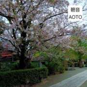 ヒメ日記 2026/04/13 05:24 投稿 碧音 熟女の風俗最終章 横浜本店