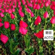 ヒメ日記 2026/04/14 08:45 投稿 碧音 熟女の風俗最終章 横浜本店