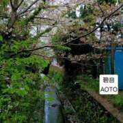 ヒメ日記 2026/04/16 07:05 投稿 碧音 熟女の風俗最終章 横浜本店