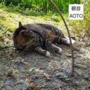 ヒメ日記 2026/04/28 07:54 投稿 碧音 熟女の風俗最終章 横浜本店