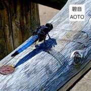 ヒメ日記 2026/05/25 17:04 投稿 碧音 熟女の風俗最終章 横浜本店