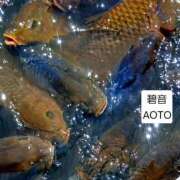 ヒメ日記 2026/05/26 10:54 投稿 碧音 熟女の風俗最終章 横浜本店