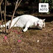 ヒメ日記 2026/05/26 18:44 投稿 碧音 熟女の風俗最終章 横浜本店