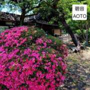 ヒメ日記 2026/06/02 09:31 投稿 碧音 熟女の風俗最終章 横浜本店