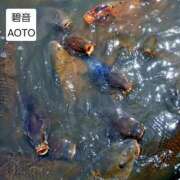 ヒメ日記 2026/06/02 19:04 投稿 碧音 熟女の風俗最終章 横浜本店