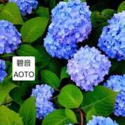 ヒメ日記 2026/06/02 22:41 投稿 碧音 熟女の風俗最終章 横浜本店