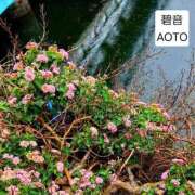 ヒメ日記 2026/06/09 20:04 投稿 碧音 熟女の風俗最終章 横浜本店
