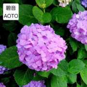 ヒメ日記 2026/06/09 22:02 投稿 碧音 熟女の風俗最終章 横浜本店