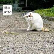 ヒメ日記 2026/06/22 12:07 投稿 碧音 熟女の風俗最終章 横浜本店
