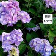 ヒメ日記 2026/06/24 21:19 投稿 碧音 熟女の風俗最終章 横浜本店