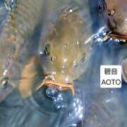 ヒメ日記 2026/07/14 07:49 投稿 碧音 熟女の風俗最終章 横浜本店
