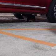 ヒメ日記 2026/02/08 14:36 投稿 あき CLASSY.名古屋・新栄店