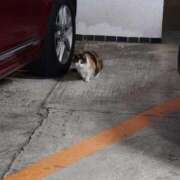 ヒメ日記 2026/02/12 18:00 投稿 あき CLASSY.名古屋・新栄店