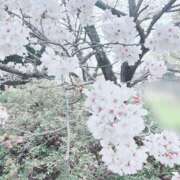 ヒメ日記 2026/04/01 07:17 投稿 フワリ秘書 秘書の品格 クラブアッシュ ヴァリエ