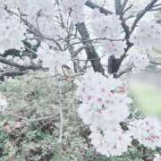 ヒメ日記 2026/04/01 07:28 投稿 フワリ秘書 秘書の品格 クラブアッシュ ヴァリエ