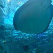 ヒメ日記 2026/02/18 20:19 投稿 花染衣月 お姉さんCLUB