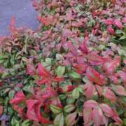 ヒメ日記 2025/11/18 08:34 投稿 はるな ニューヨークニューヨーク