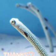 ヒメ日記 2025/11/19 00:14 投稿 はるな ニューヨークニューヨーク