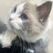 ヒメ日記 2025/11/26 12:49 投稿 心愛【ココア】 ピンクコレクション大阪キタ店