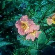 ヒメ日記 2025/11/16 16:32 投稿 本田みあ 宇都宮回春性感クリニック