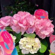 ヒメ日記 2026/01/31 17:30 投稿 神崎 れんか やみつきエステ 渋谷店