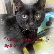 ヒメ日記 2026/02/14 12:00 投稿 まこ ANGEL KISS 池袋