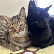 ヒメ日記 2026/03/28 11:57 投稿 まこ ANGEL KISS 池袋