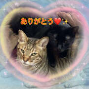 ヒメ日記 2026/04/11 23:30 投稿 まこ ANGEL KISS 池袋