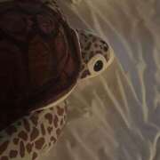 ヒメ日記 2025/11/18 03:00 投稿 白雪りり セレブ Rex