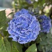 れあ ❄️お知らせ‼️📢 五反田サンキュー