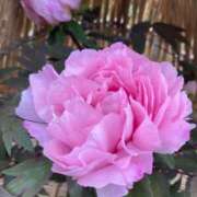 ヒメ日記 2026/01/22 09:30 投稿 なお 素人系イメージSOAP彼女感大宮館