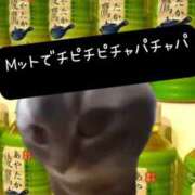 ヒメ日記 2026/05/25 13:27 投稿 ときこ 石庭