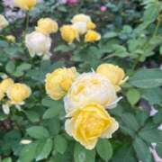 ヒメ日記 2025/11/20 22:41 投稿 そら チェックイン横浜女学園