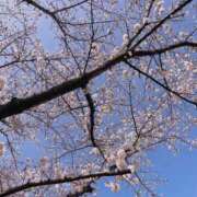 ヒメ日記 2026/04/03 11:38 投稿 なな 成田富里インターちゃんこ