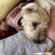 ヒメ日記 2025/12/01 14:28 投稿 すず 熟女の風俗最終章 高崎店