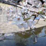 ヒメ日記 2026/03/29 08:48 投稿 天音-あまね 熟女10000円デリヘル 川崎