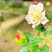 ヒメ日記 2025/11/17 08:02 投稿 夏野朝妃 ローテンブルク