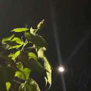 夏野朝妃 あなたと満月🟡 ローテンブルク